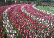 Keukkenhof Tulpen